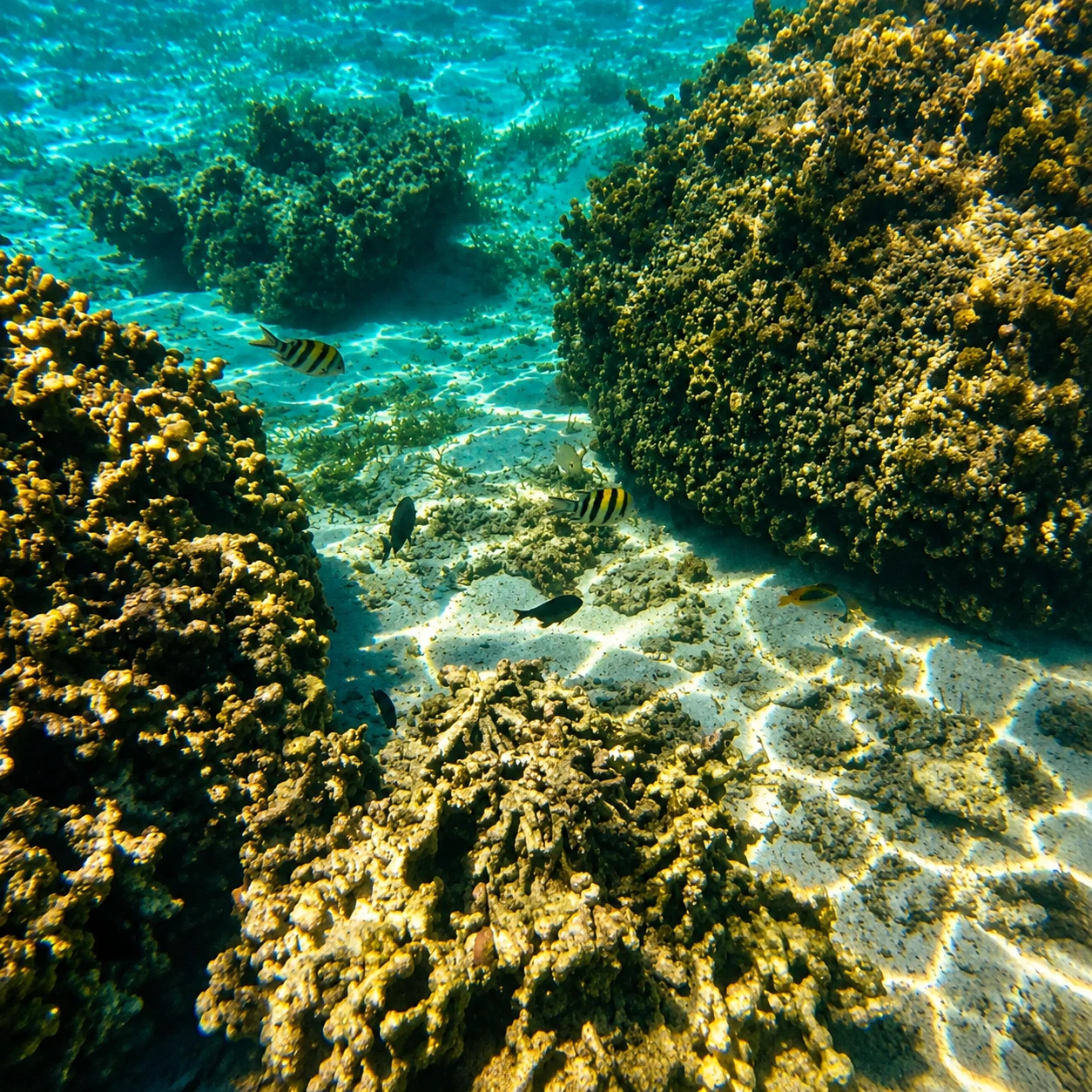 Scuba Diving in Zanzibar