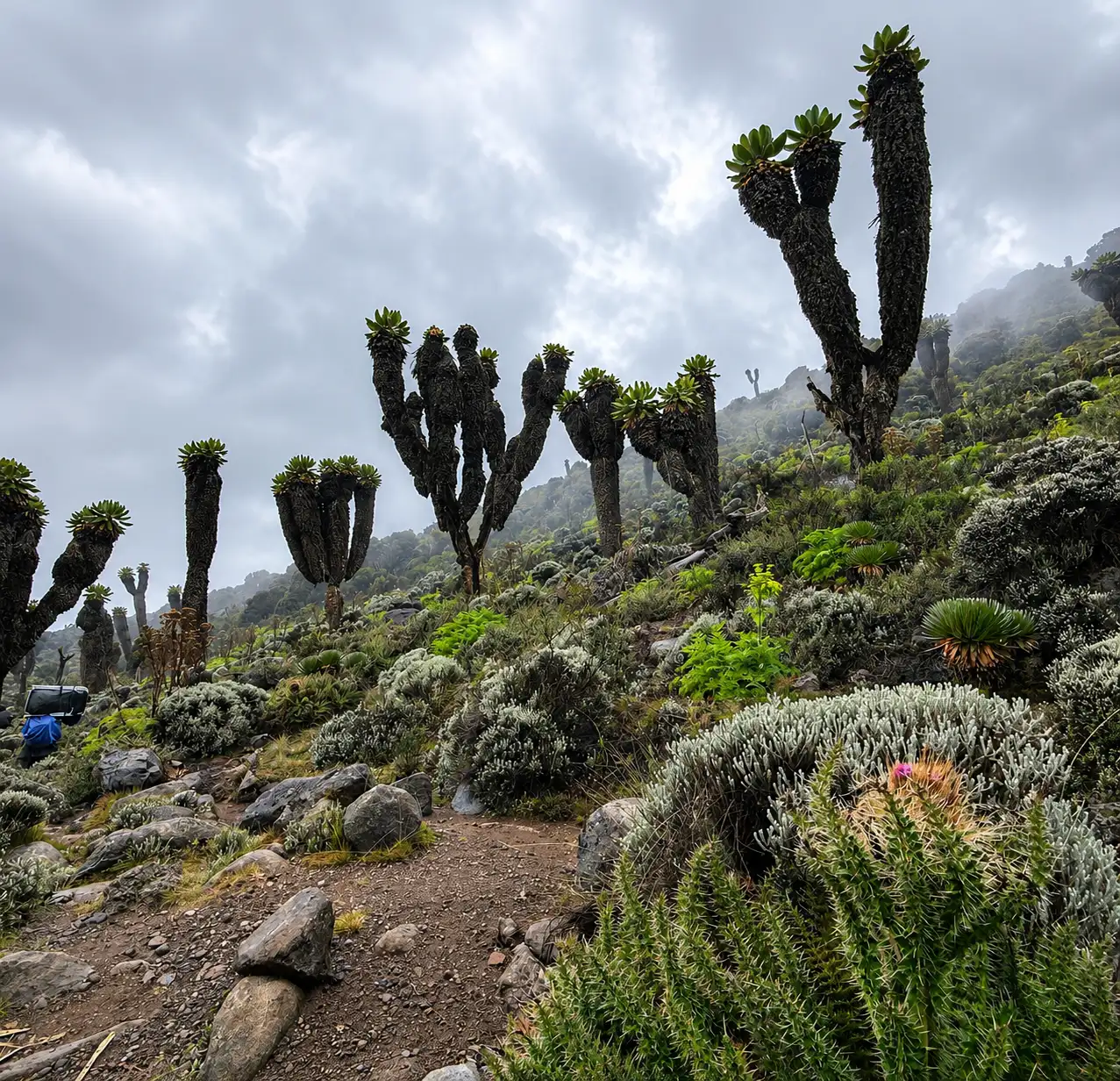 Machame vs Lemosho Route: Which Kilimanjaro Route Should You Choose?