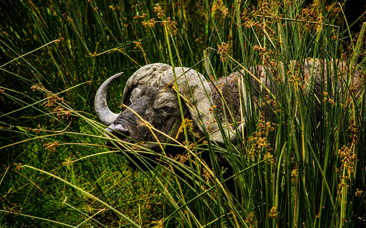 Ngorongoro Crater