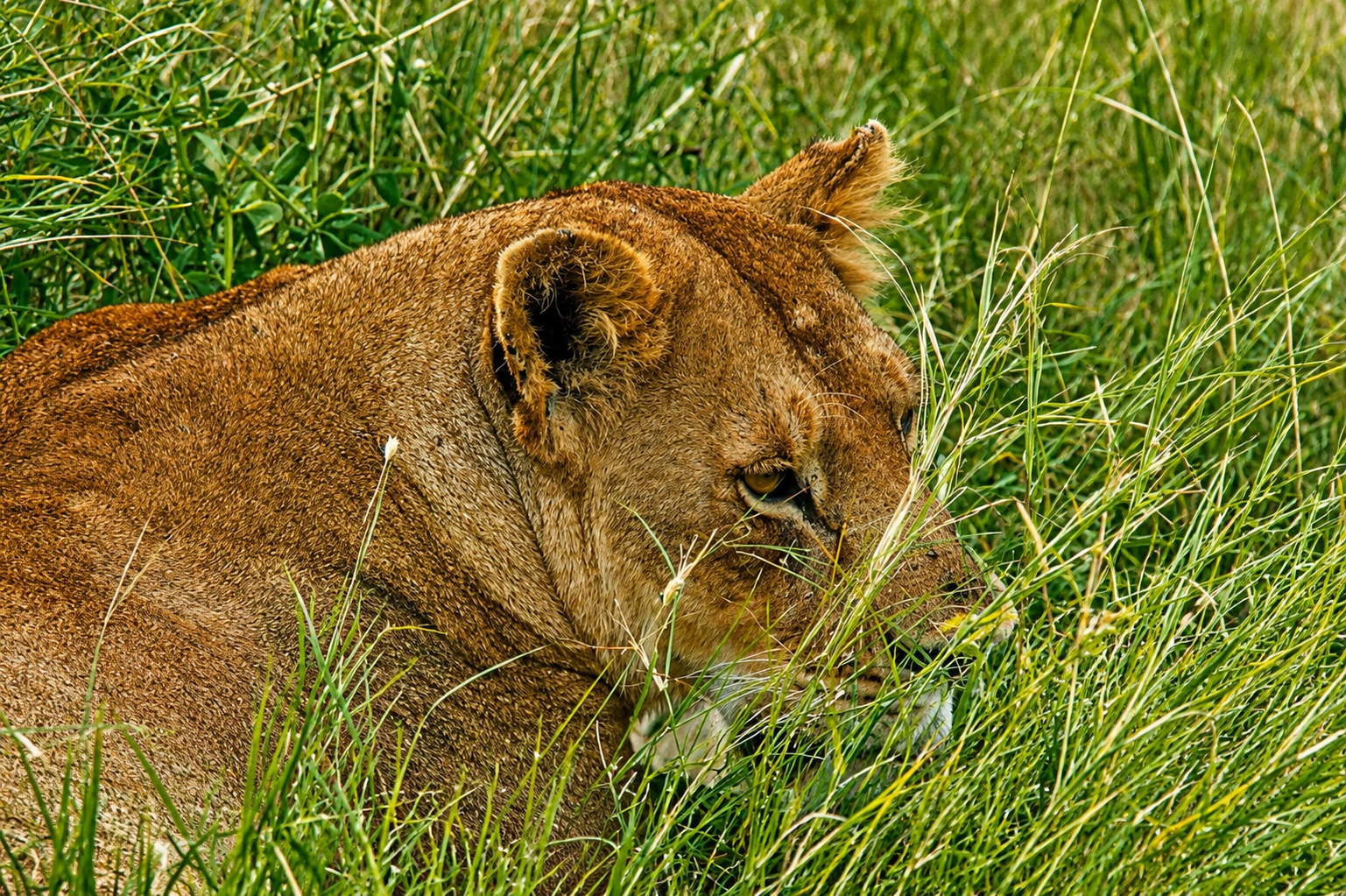 Serengeti National Park Guide