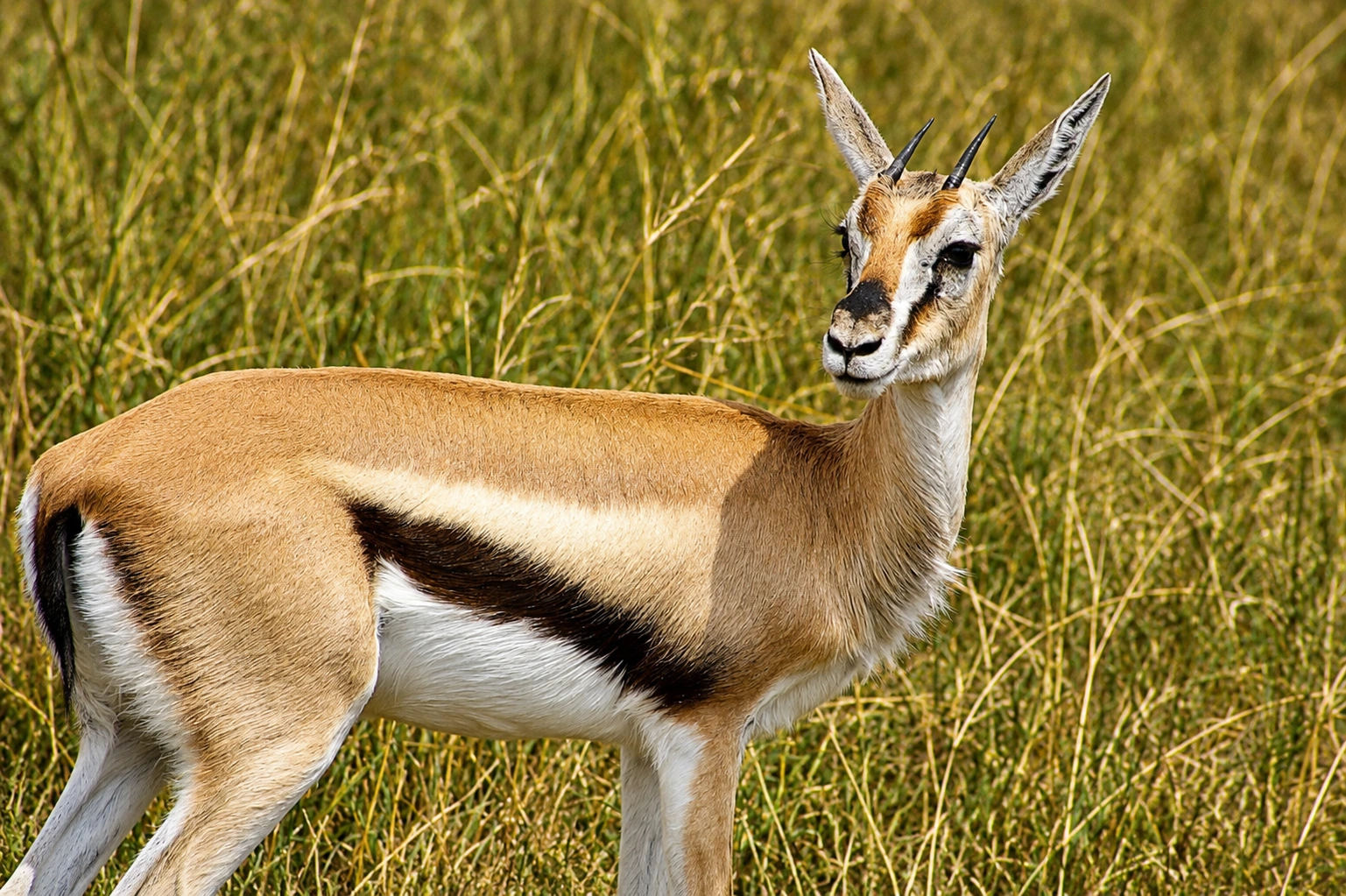 5 Day Tanzania Safari
