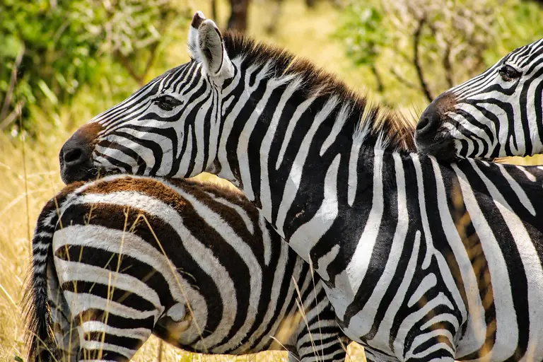 Tanzania Safaris