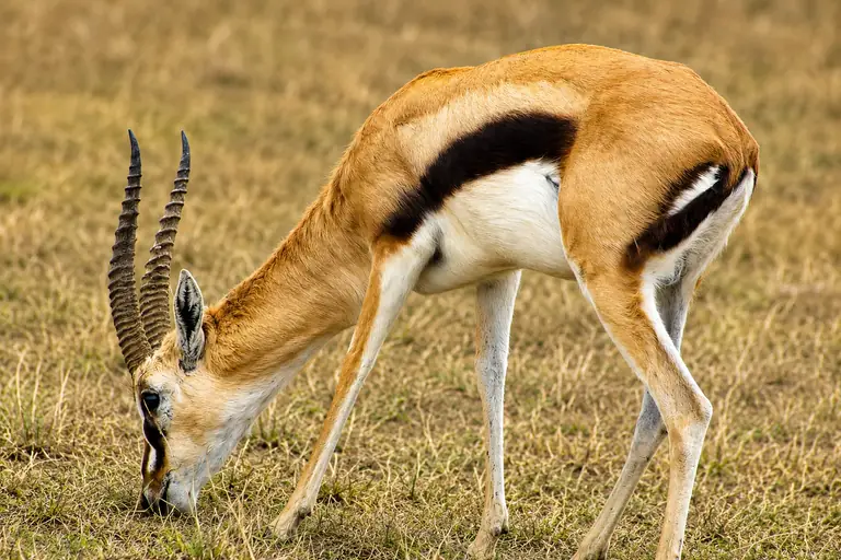 Serengeti National Park