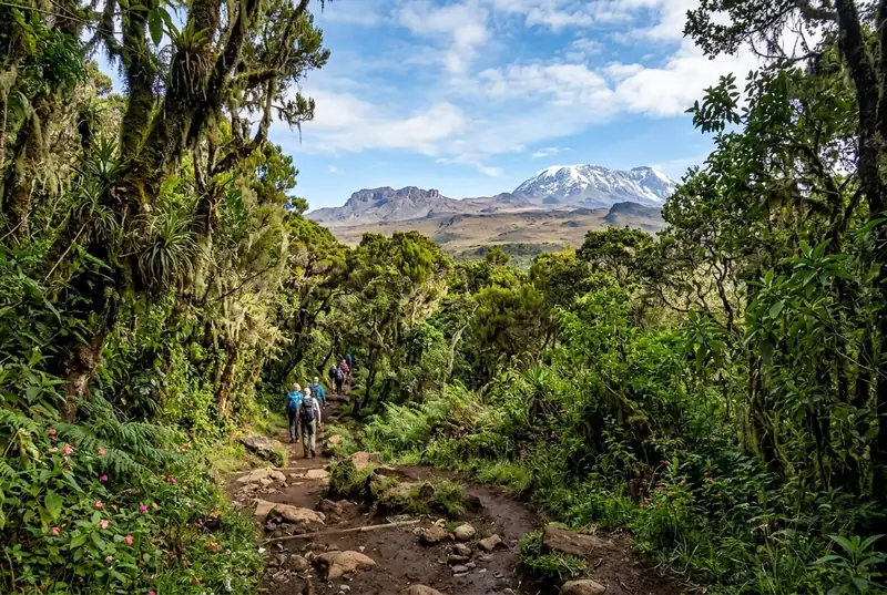 8 Day Lemosho Route Climb on Mount Kilimanjaro